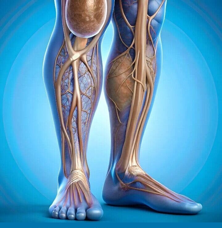 The best vitamin to eliminate poor circulation in legs and feet has surprised many health experts, with niacin emerging as one of the most effective nutrients for widening blood vessels, easing numbness, and improving lower-limb blood flow, giving new hope to anyone struggling with cold feet, swelling, or painful circulation issues that disrupt daily life.