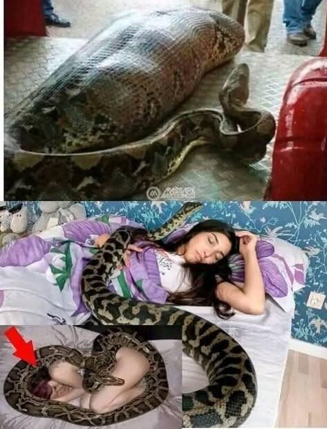Woman slept with her python every night until the vet showed her a surprising ultrasound