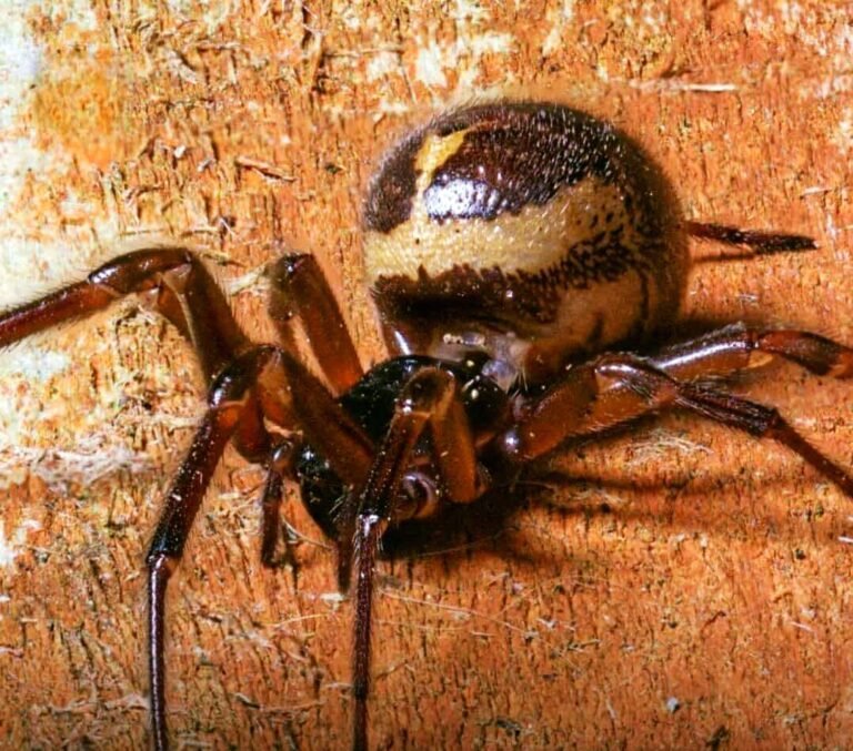 False Widow Spiders on the Rise in the UK — Experts Share Safety Tips