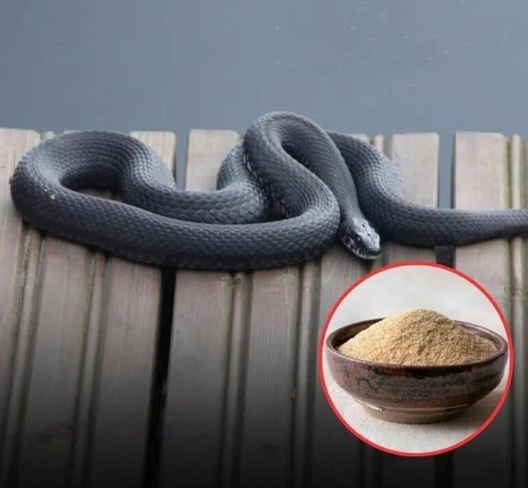 From Ammonia and Vinegar to Cinnamon Oil, Garlic, and Lemongrass, These Seven Strong Scents May Help Deter Snakes Around Your Home—But Experts Explain Why No Smell Works Forever, How to Use Them Safely, and What Real Prevention Steps Matter Most for Keeping Snakes Away Long-Term