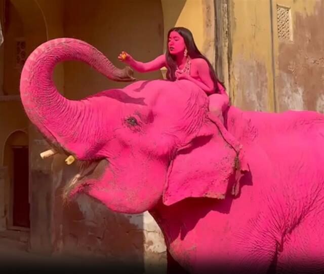Photographer who painted elephant pink before it died reacts to claims of cruelty