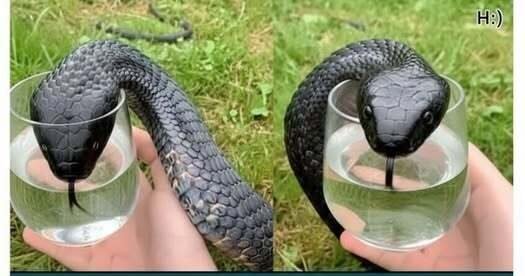 Wild Snake “Begged” Me For Some Water. When Animal Control Realizes Why, They Say, “You Got Lucky!”