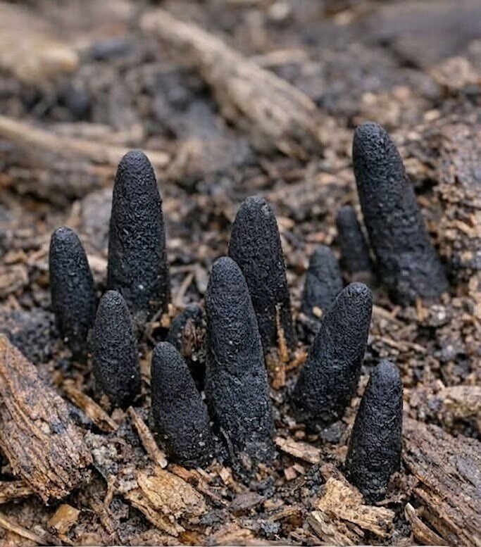 The Grotesque Black Zombie Fingers Emerging From Your Garden Mulch Explained