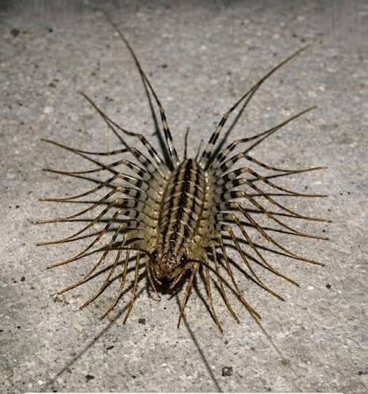 House Centipedes Explained: Identification, Behavior, and How to Get Rid of Them