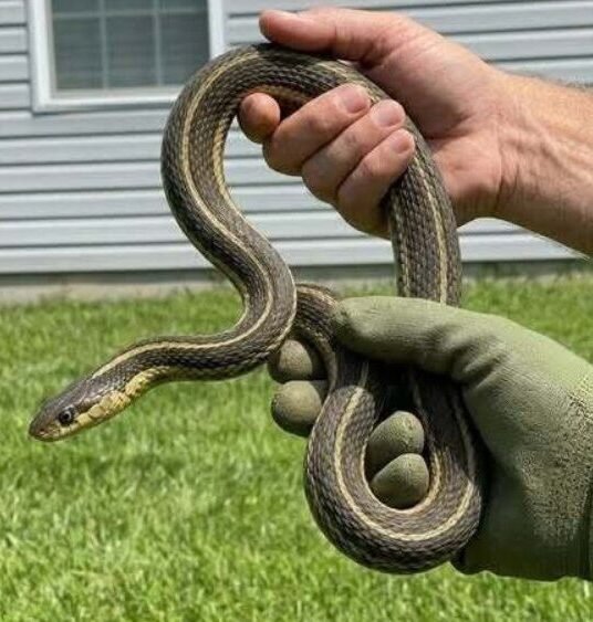 Common Reasons Snakes Enter Homes and Simple Ways to Prevent It